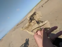 Isodictya deichmannae thumbnail 1