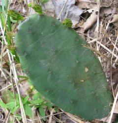 low pricklypear thumbnail 4