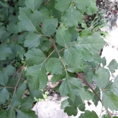 fragrant sumac thumbnail 1