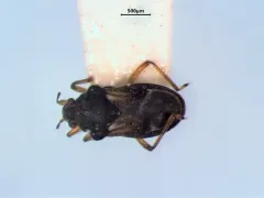 Bueno's Velvet Water Bug thumbnail 3
