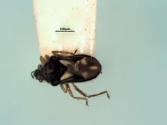 Merragata hebroides thumbnail 3