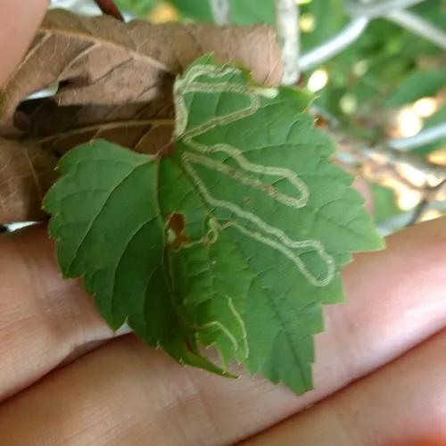 Phyllocnistis vitifoliella