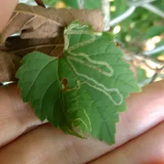 Phyllocnistis vitifoliella thumbnail 1