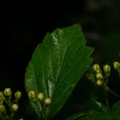 Pea Hawthorn thumbnail 4