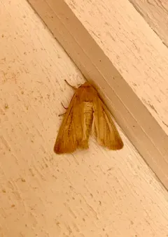 Sand Wainscot thumbnail 3