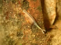 Eubranchipus hesperius thumbnail 2