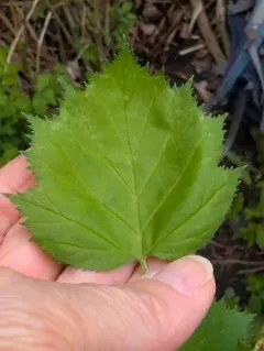 Large-flowered Cockspurthorn thumbnail 4
