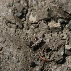 Slender Groundhopper thumbnail 4