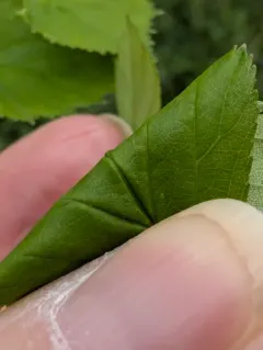 Caughnawaga hawthorn thumbnail 4