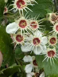 Canadian Hawthorn thumbnail 4