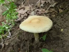 Agrocybe acericola thumbnail 3