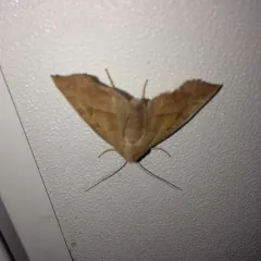 Scalloped Sallow thumbnail 2