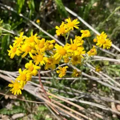 Prairie Groundsel thumbnail 4