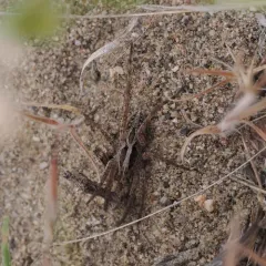 McCook's Split Wolf Spider thumbnail 1