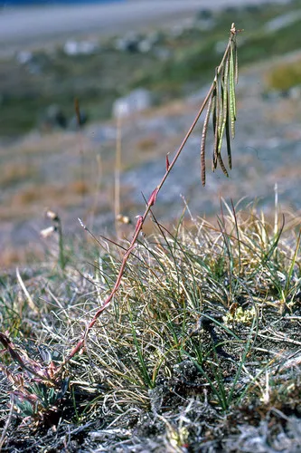 Holboell's Rockcress