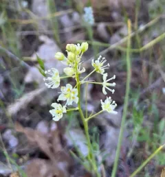 Smallflower Deathcamas thumbnail 3