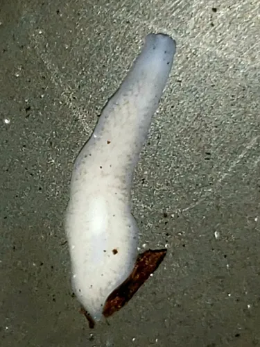 Procotyla fluviatilis