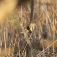 Ash-throated Flycatcher thumbnail 3
