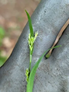 loose-flowered sedge thumbnail 2
