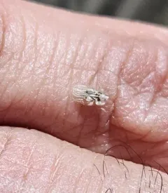 Eastern Sycamore Lace Bug thumbnail 4