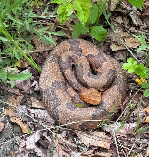 Eastern Copperhead