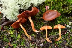 Cortinarius ammiratii thumbnail 2