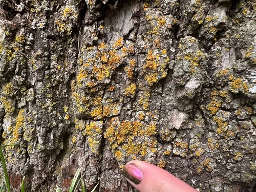 Tremella xanthomendozae