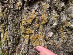 Tremella xanthomendozae thumbnail 1
