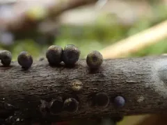 Lamproderma zonatum thumbnail 2