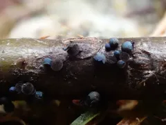 Lamproderma splendidissimum thumbnail 2