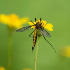 Tipula disjuncta thumbnail 4