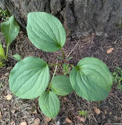 Idaho trillium thumbnail 4