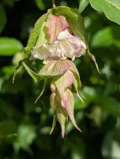 Himalayan honeysuckle thumbnail 4