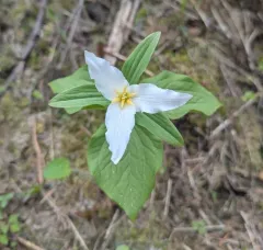 Wenatchee Mountains Trillium thumbnail 2