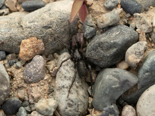 Drassyllus insularis