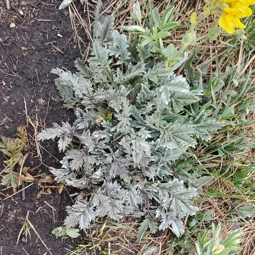 Branched Cinquefoil