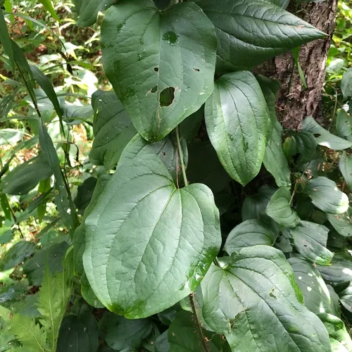 bristly greenbrier