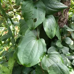 bristly greenbrier thumbnail 1