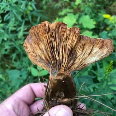 Velvet-footed Tap thumbnail 1