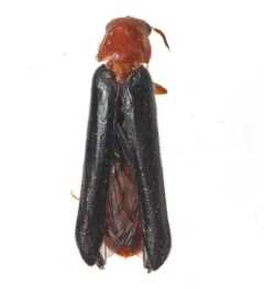 Sapwood Timberworm Beetle thumbnail 1