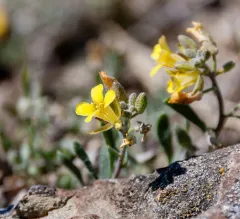 Great Plains Bladderpod thumbnail 4