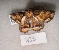Clandestine Zale Moth thumbnail 1