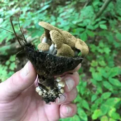 Powder Cap thumbnail 2