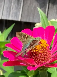 Long-tailed Skipper thumbnail 1