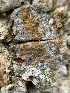 Arthothelium ruanum thumbnail 4
