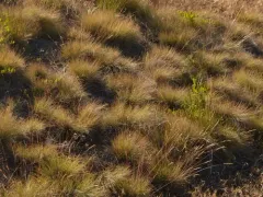 Valais Fescue thumbnail 3