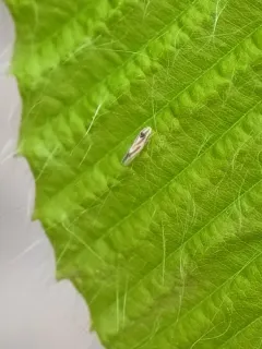 Erythridula aspera thumbnail 3