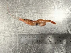 Sylon hippolytes thumbnail 3