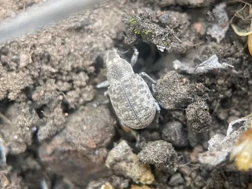 Ophryastes cinerascens