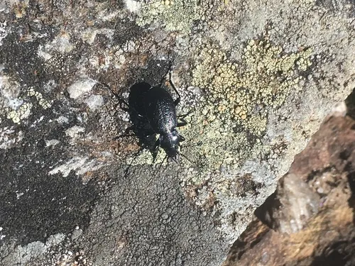 Carabus chamissonis